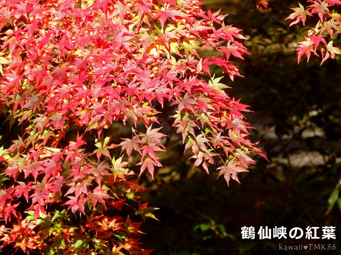 鶴仙峡（かくせんけい）の紅葉