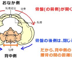 骨盤が開くと…